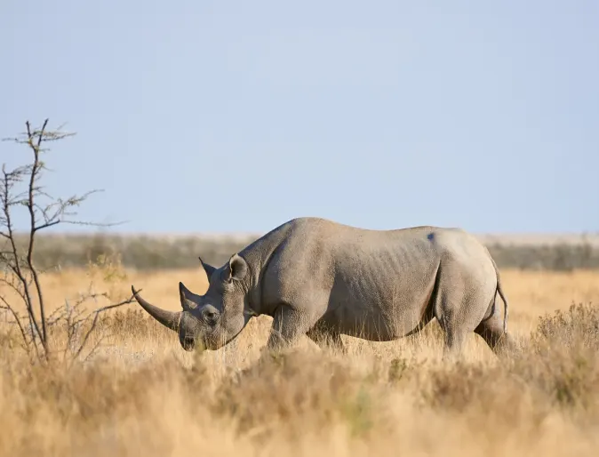 Rhino in its natural habitat.